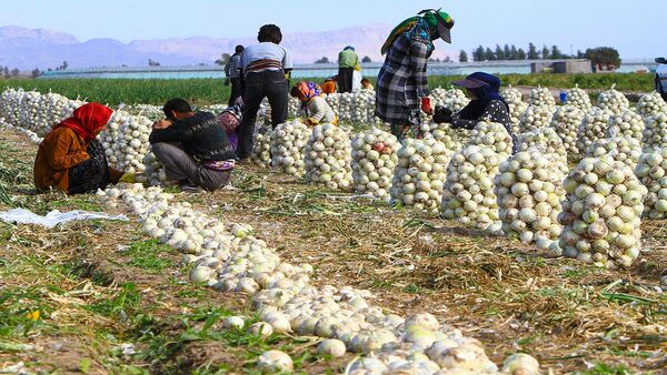 اصفهان، قطب تولید پیاز در کشور