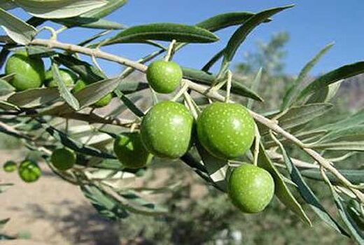 از صادرات ۵۰ درصدی تولید کیوی گیلان تا اجرای طرح توسعه باغات گیلان

