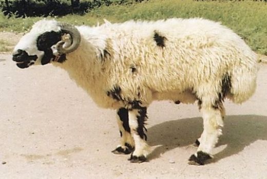 پشم گوسفند؛ فراتر از یک الیاف/ماده‌ای که می‌تواند زنجیزه غذایی را بهبود ببخشد