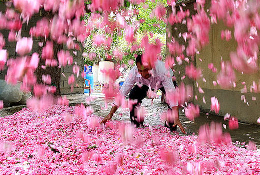 استان فارس قطب تولید گل محمدی کشور