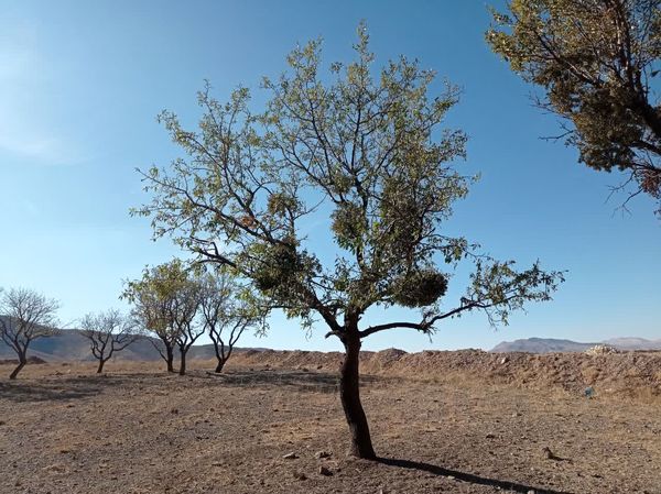 همنوایی جهاد و طبیعت