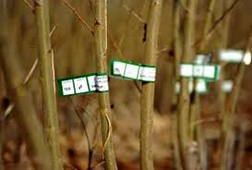 توزیع نهال بدون شناسه در کازرون ممنوع است 