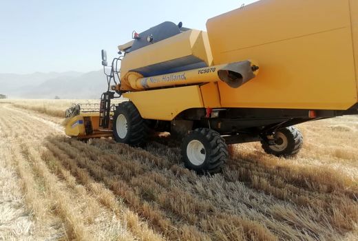 برداشت گندم در کوار آغاز شد