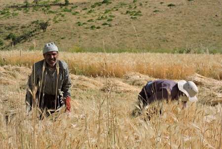 نرخ‌گذاری محصولات توسط واسطه‌ها چالش جدی بخش کشاورزی است