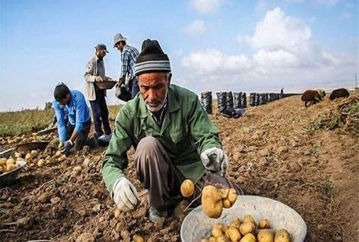چهارمحال و بختیاری قطب تولید سیب‌زمینی در کشور