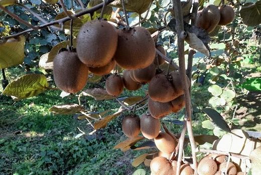 جهش ۴ برابری پرداخت بهای کیوی به باغداران