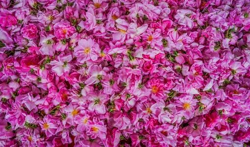 گل‌محمدی؛ میراث معطر ایران و محور توسعه صنایع فرآوری گیاهان دارویی