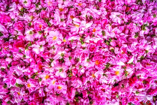 گل‌محمدی؛ میراث معطر ایران و محور توسعه صنایع فرآوری گیاهان دارویی