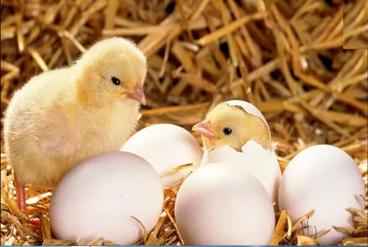 قطعی برق تولید جوجه یک روزه را متاثر نخواهد کرد