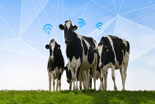 جایگاه دامپروری هوشمند در افزایش بهره وری