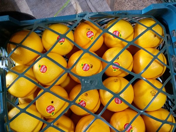 داراب رتبه اول تولید پرتقال فارس دارد