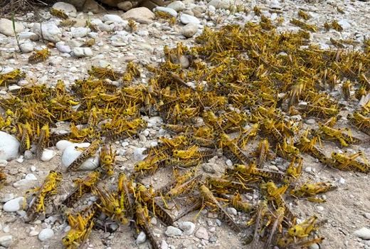 سطح مبارزه با ملخ در استان سمنان به بیش از 5000 هکتار می‌رسد