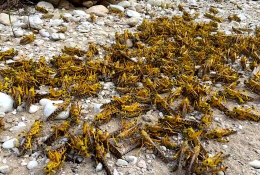 سطح مبارزه با ملخ در استان سمنان به بیش از 5000 هکتار می‌رسد