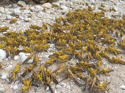 مبارزه با ملخ صحرایی در ۳۰ هزار هکتار اراضی خراسان جنوبی