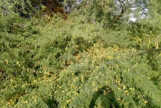 مبارزه با ملخ در بیش از 100 هزار هکتار از مراتع سیستان وبلوچستان