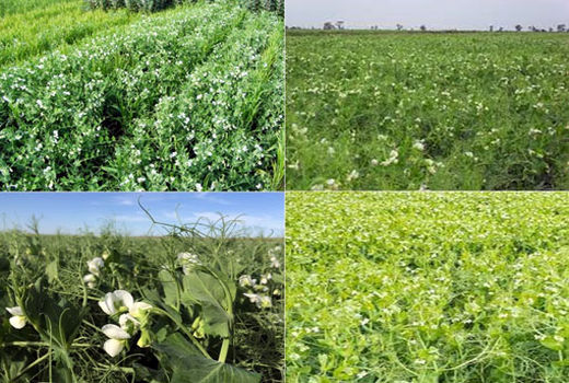 کشت نخود علوفه ای برای اولین بار در اراضی دیم شهرستان ورزقان