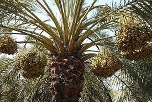 پیشگیری از آفت قرنطینه‌ای سرخرطومی حنایی خرما در خرمشهر