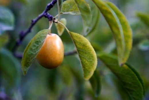  استان اصفهان قطبِ آلوی خورشتی