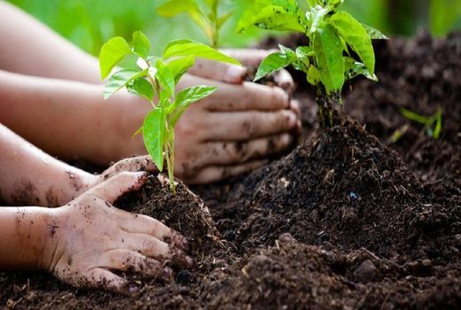 تشریح سند حمایتی طرح مردمی کاشت یک میلیارد درخت در منابع طبیعی