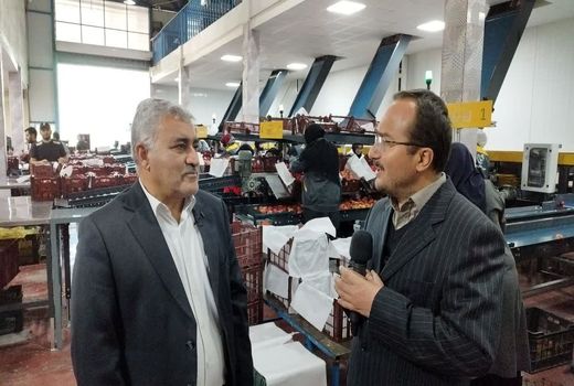 ۳۳۰ هزار تن سیب صنعتی در آذربایجان‌غربی فرآوری شد