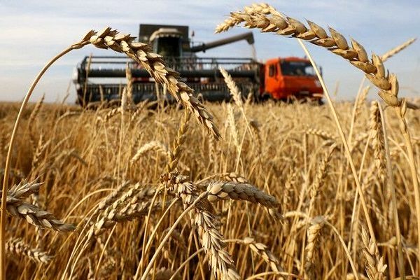 80 درصد مزارع جو در بیضا برداشت میشود