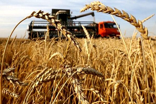 80 درصد مزارع جو در بیضا برداشت می‌شود