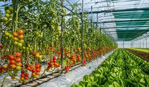 گلخانه‌ها و سایه‌بان‌ها؛ راهکار کشت کنترل‌شده برای تولید محصول سالم‌تر