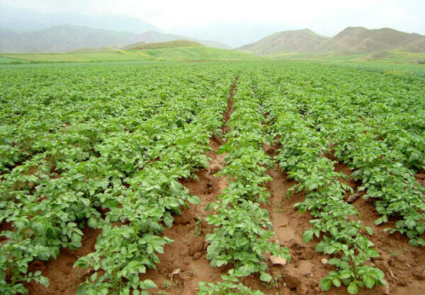 ۳۵۰ هکتار از مزارع کشاورزی استان به زیر کشت سیب زمینی می‌رود