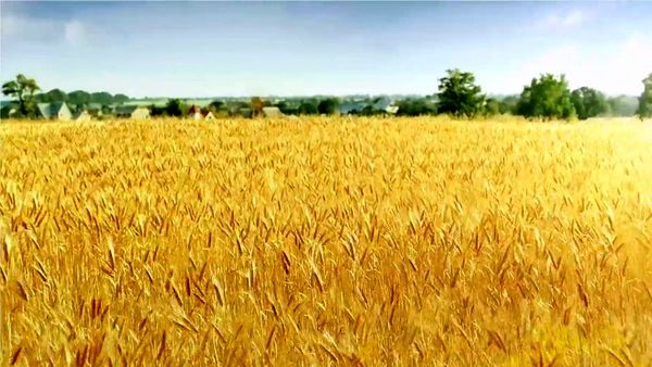 کشت پاییزه گندم و جو در شهرستان بم