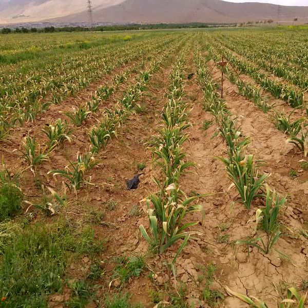 کشت موسیر در 6 هکتار از اراضی کشاورزی شهرستان بن