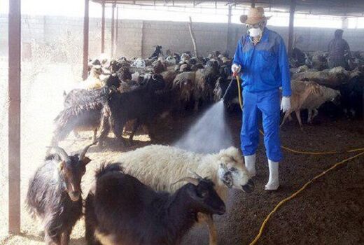 هیچ مورد مشکوکی از بیماری« تب کریمه کنگو» در اصفهان نداشتیم