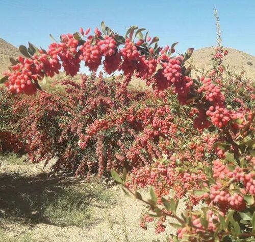 کاشت زرشک در نی‌ریز