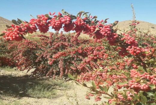 کاشت زرشک در نی‌ریز