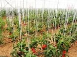 کارشناسان روسیه از گلخانه‌های دهاقان اصفهان دیدن می‌کنند
