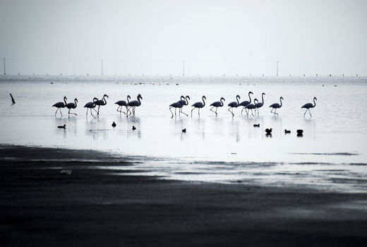 پرندگان مهاجر در استان گلستان
