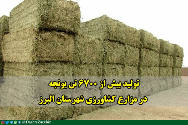 بیش از ۶۷۰۰ تن یونجه در مزارع کشاورزی شهرستان البرز تولید شد