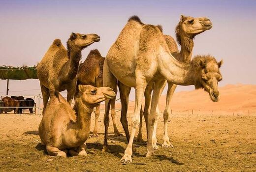 توسعه پرورش شتر در شهرستانهای کویری اصفهان
