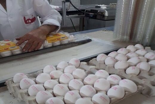 مرغداران در خط مقدم جبهه جنگ اقتصادی هستند