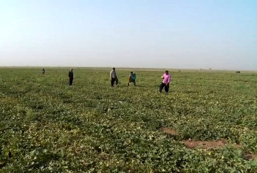 آغازِ برداشت صیفی جات در اردستان