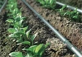 تجهیز ۳۱۰۰ هکتار زمین کشاورزی اصفهان به سامانه‌ آبیاری نوین