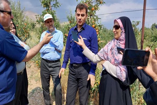 ۲۰ درصد باغات استان تهران شناسنامه‌دار شدند