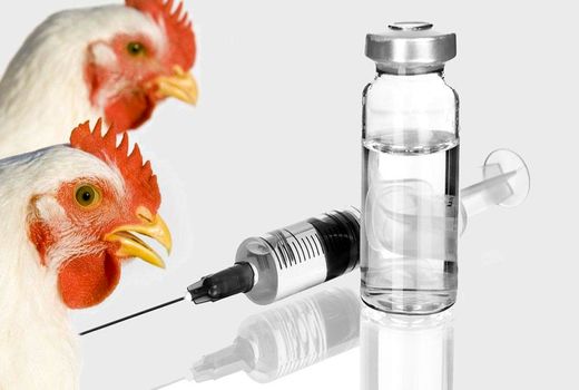 تولید 2 نوع واکسن آنفلوانزای فوق حاد پرندگان در سال جاری