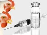 تولید 2 نوع واکسن آنفلوانزای فوق حاد پرندگان در سال جاری