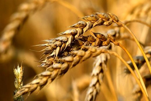 20 هزار تن بذر اصلاح شده گندم در اختیار کشاورزان قرار گرفت