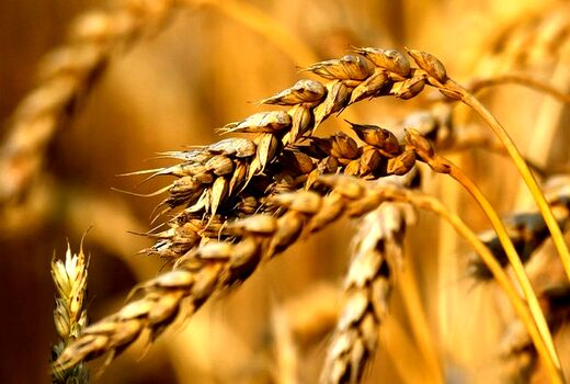 20 هزار تن بذر اصلاح شده گندم در اختیار کشاورزان قرار گرفت