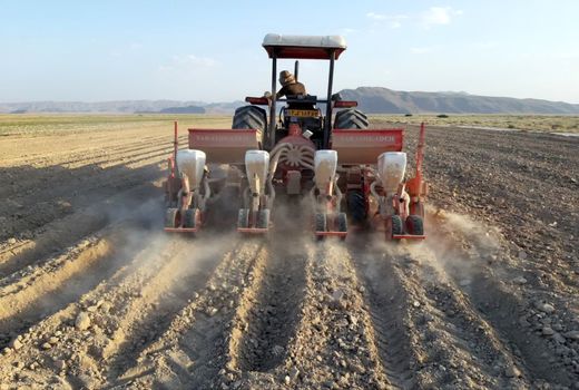 کشت طلای سفید در ۴هزار هکتار از مزارع زرین دشت  