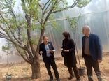 قزوین پیشتاز تولید میوه خارج فصل؛ بازدید رئیس موسسه تحقیقات باغبانی از گلخانه مدرن