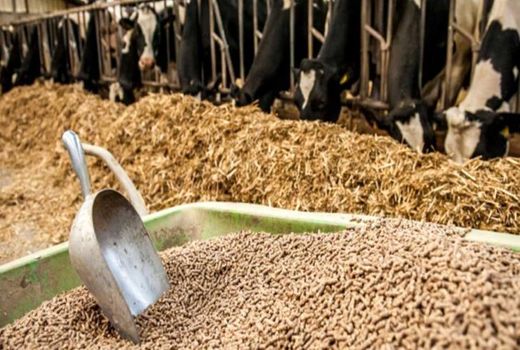 توزیع بیش از ۲۰هزار تن انواع نهاده‌ دامى در بین عشایر آذربایجان غربی