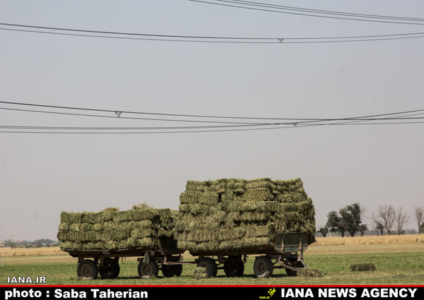 برداشت یونجه