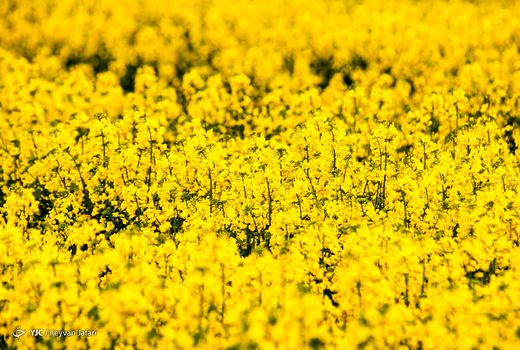 کلزا؛ دانه‌ای کوچک با نقشی بزرگ در امنیت غذایی